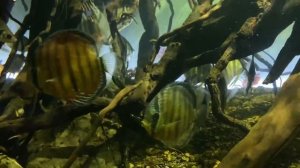 Амазонский биотоп в аквариуме от Henri Ang Yao Yi