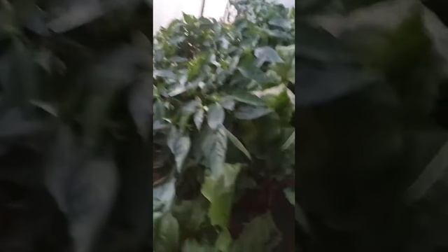 Russian Garden part 1 Greenhouses