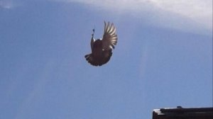 Николаевские голуби.обзор молодёжь март 2025 г оговорился сегодня 4.04.2025 г