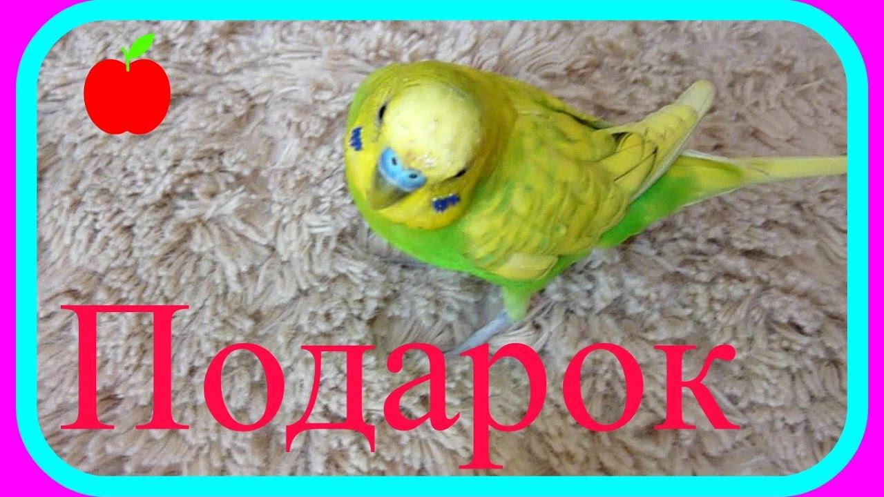 ПОДАРОК ДЛЯ ПОПУГАЯ ТОШИ//ИГРУШКА ДЛЯ ВОЛНИСТОГО ПОПУГАЯ