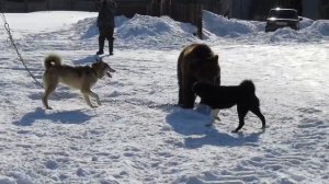 Притравка молодых лаек, по медведю