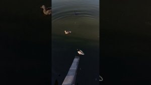 Уточки в парке Покровское-Стрешнево