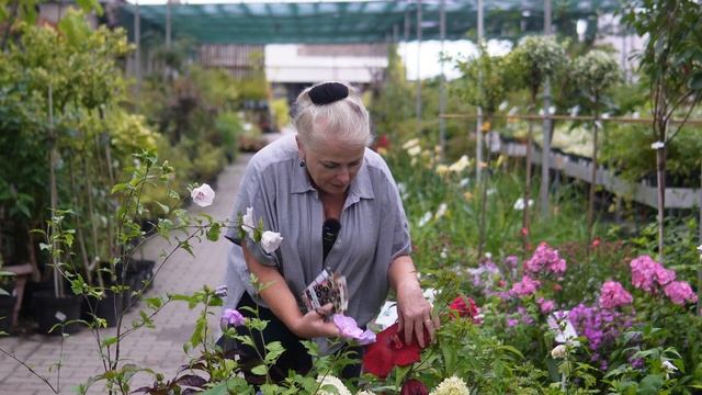 Hibiskusy i rośliny ślazowate смотреть онлайн
