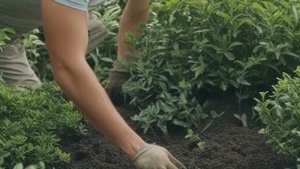 Вот и конец лета, пора подкормить крыжовник после сбора урожая - Ягоды