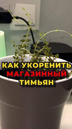 ✅Продолжаю размножать магазинную зелень абсолютно бесплатно🛫🌱
На этот раз успешно укоренил тимьян