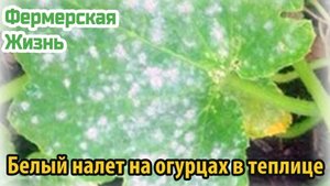 Белый налет на огурцах в теплице