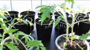 Помидоры для срезки и укоренения