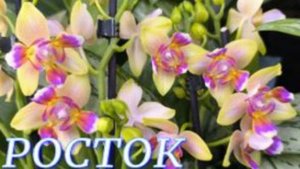 №1061/ ОБЗОР орхидей в с/ц РОСТОК. Горшки для ОРХИДЕЙ