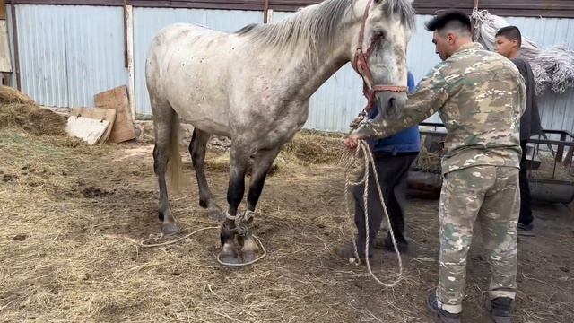Орловский Айғыр Орлик көзден айырылды Жеребец Орловский одноглазый HORSE ANIMALS #казахстан#малбаза