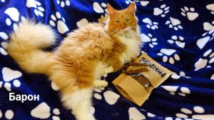 Какие #ЛАКОМСТВА #вкусняшки Я даю моему #котику Барону #мейнкун #ФИЧЕСТ