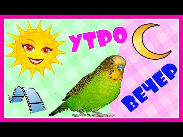 Солнечное утро ПОПУГАЯ ТОШИ и Дождливый вечер...ВЕСЕЛЫЙ ПОПУГАЙ//ИГРЫ ПОПУГАЯ//зеленый попугайчик TV