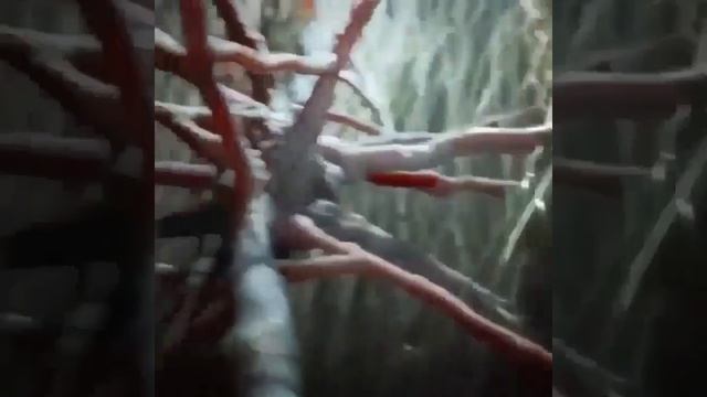 Inside Human Brain #brain #nerve #cell #neuron #neuroanatomy смотреть онлайн