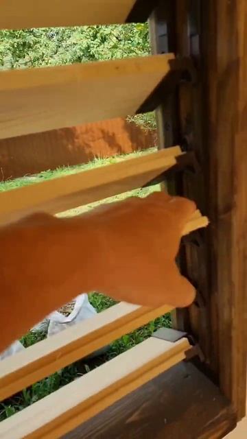 ответ на вопрос "как вставить ламели в жалюзи ?" #беседкасвоимируками #жалюзивбеседку #беседка смотреть онлайн