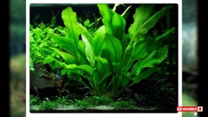 Echinodorus bleheri
