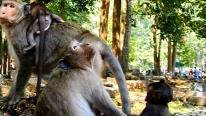 What is this new baby? Baby angry mum cos hungry | Mum feel not breast baby more #835