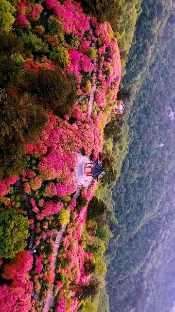 又是一年杜鹃红，湖北麻城龟峰山杜鹃花花开在即，是我所见最让人震撼的自然 смотреть онлайн