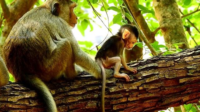 PRINCESS CELINE THANKS MOM !! Casi find place a lot fruit for support Celine While milk start low смотреть онлайн