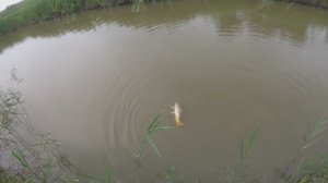два сазана в одном месте