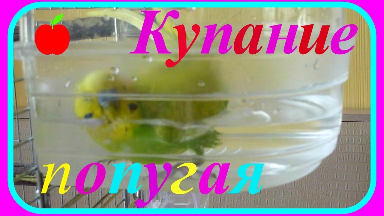 Как купается попугай//Купание попугая//Купалка для попугая//УХОД ЗА ПОПУГАЕМ//зеленый попугайчик TV