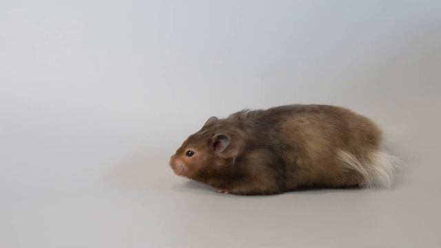 My Hamsters Are Inbred...Really?