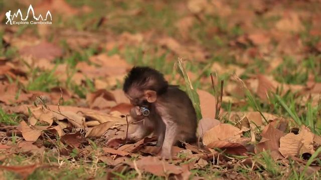 Monkeys @Bayon Temple, Cambodia (Explore Cambodia) смотреть онлайн