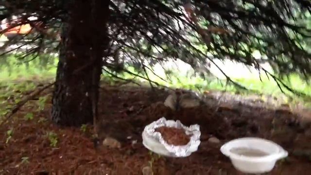 Утконос в Лужниках смотреть онлайн