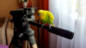 ПОПУГАЙ - ОПЕРАТОР / ВЕСЕЛЫЙ ВОЛНИСТЫЙ ПОПУГАЙ / ПРИКОЛЫ с ПОПУГАЕМ / зеленый попугайчик TV