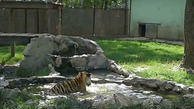 Tigre de l'Amour baigne en amour/Panthera tigris altaica/Tigre Siberiano baño