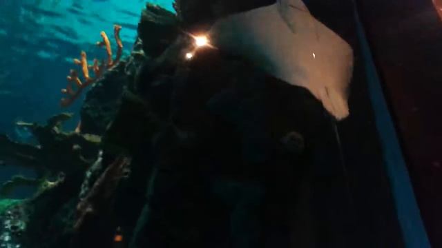Must-See-Vegas-Free-Silverton-Aquarium.mkv