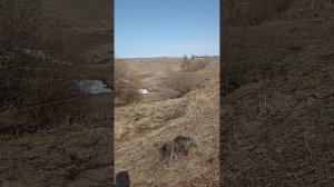 Тает прошлогодний снег природа оживает