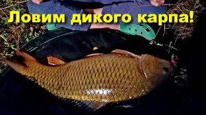 Съездили вечерком на ДИКИЙ пруд, а там дикий КАРП! #рыбалка #fishing #карп #ловлякарпа