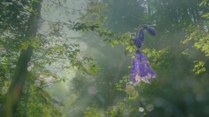 001-MED RU - Mindfulness - Осознанность расслабления