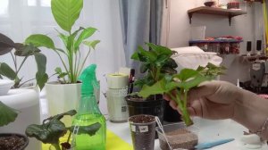 Бегония элатиор. Формировка куста.Черенкование. 04.01.2025.