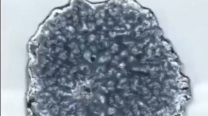 Эстетическая реакция