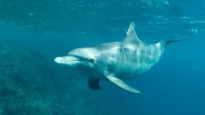 Reefs&Wrecks март 2025  Emperor Superior