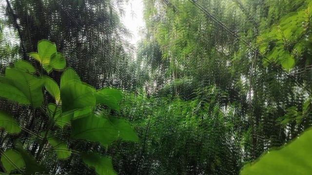 Rainstorm Sounds for Relaxing, Focus or Deep Sleep | Nature White Noise | 1 Hour Video