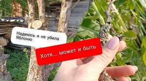 Надеюсь я не убила Яблоню . Может быть и да!!! Я ещё тот садовник