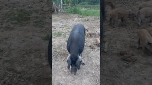 Как живут венгерские мангалицы в деревне