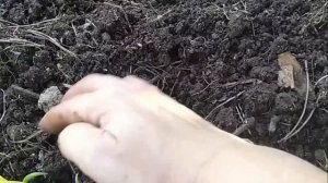 Многоярусный лук, весь цикл развития
