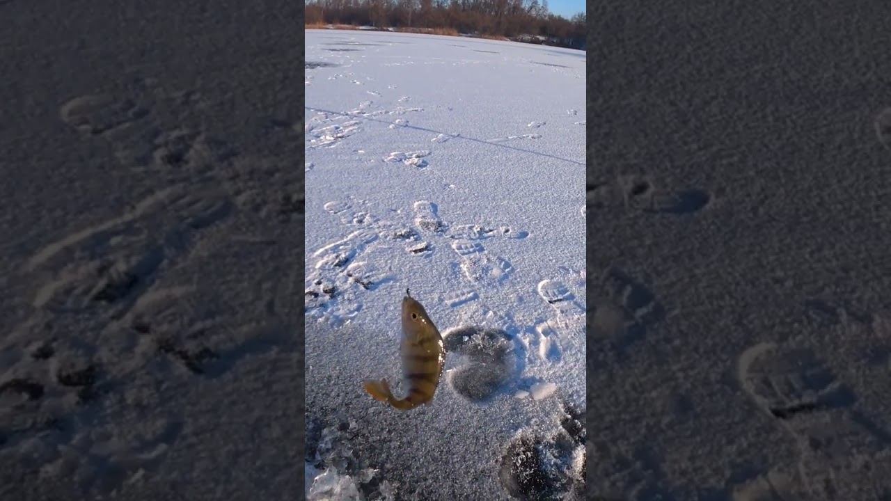 Чуть в космос не отправил #рыбалка #зимняярыбалка #shorts смотреть онлайн