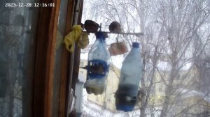 Кормушка для синиц без воробьев. Почти.