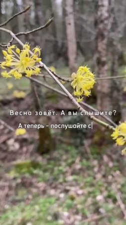 🌿 Весна зовёт. А вы слышите?