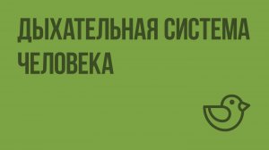 Дыхательная система человека. Видеоурок по окружающему миру 4 класс