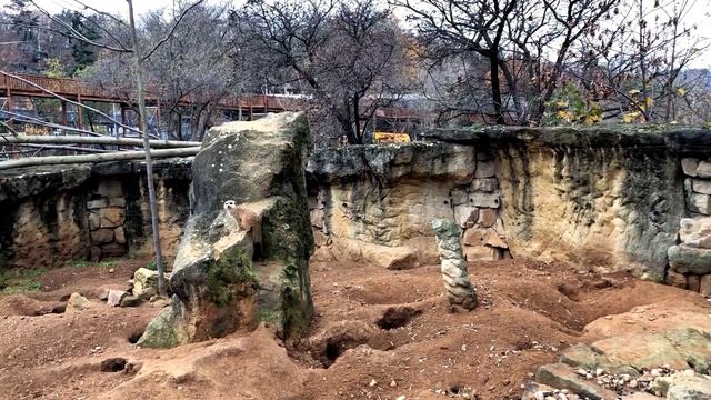 U surikat na hlídce (Alena Maděrová) смотреть онлайн