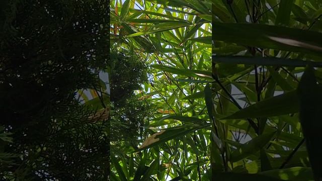 🌴 Stunning Tropical Garden Tour: A Bird's-Eye View to Ground-Level Beauty 🌺#tropicalgarden #plants