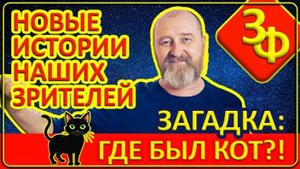 218 Коты Умеют Испаряться ｜ Новые Истории Наших Зрителей