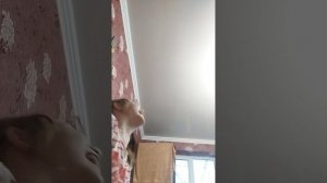 Психушка приехала