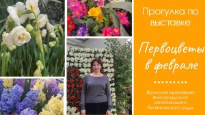 Цветущий оазис среди снегов - Выставка первоцветов в Волжской оранжерее