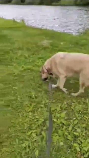 Symiko.ru | Собака Малыш ищет дом. Отдаем бесплатно. Собаки в дар в добрые руки. смотреть онлайн