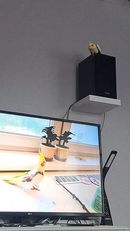 Тошка смотрит ролик про самого себя)) #попугай #корелла #birds #parrot #cockatiel #corella